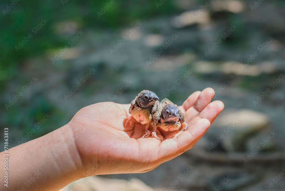 bird in hand bird in hand