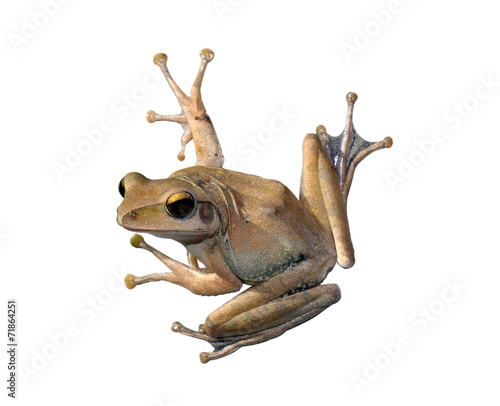 tree Frog
