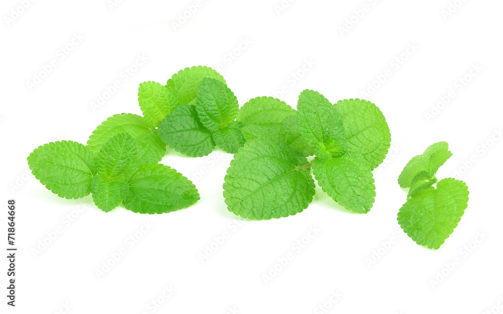 Mint leaf close up on a white background Mint leaf close up on a white background