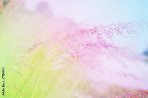 Grass Flowers with Soft Focus Color Filtered as Background.