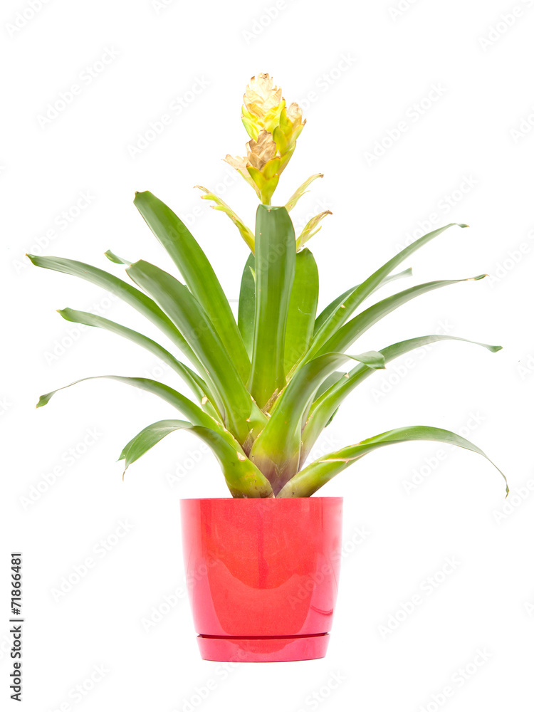 bromeliad bromeliad