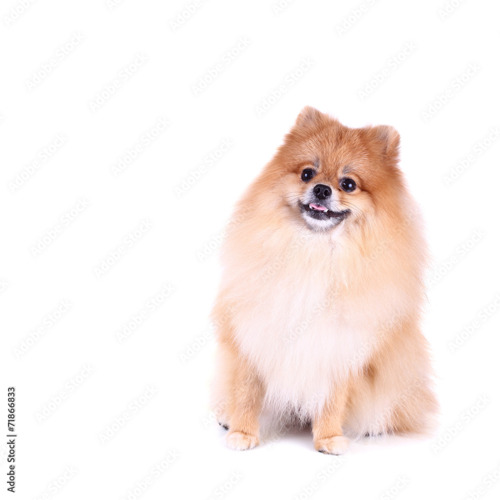 pomeranian dog isolated on white background pomeranian dog isolated on white background