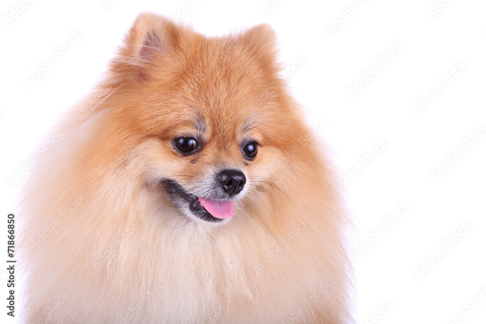 pomeranian dog isolated on white background pomeranian dog isolated on white background