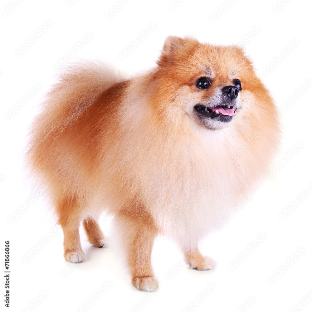 Obraz premium pomeranian dog isolated on white background
