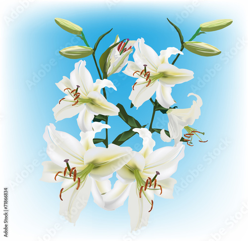 Fototapeta Naklejka Na Ścianę i Meble -  white lily flowers on light blue background