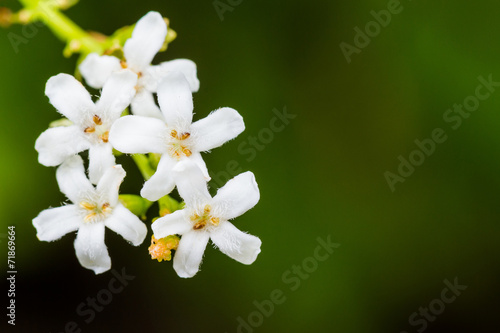 Macro Butterfly Bush (Byttneria) with white Flowers.