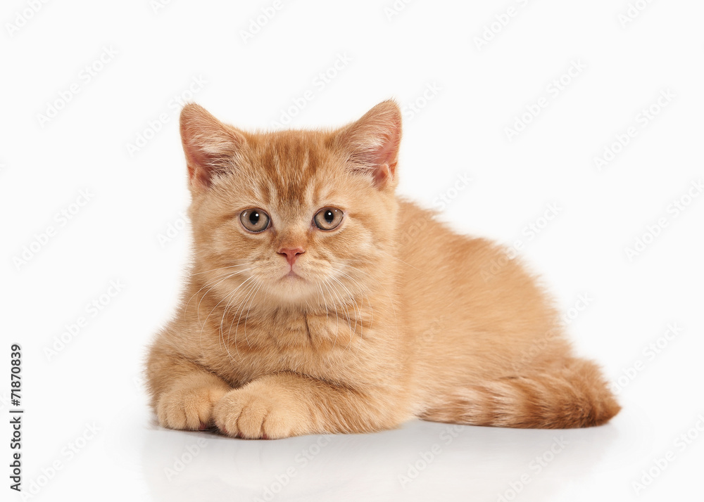 Cat. Small red british kitten on white background Cat. Small red british kitten on white background