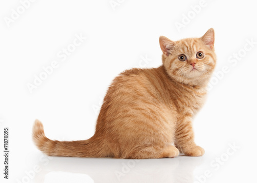 Cat. Small red british kitten on white background