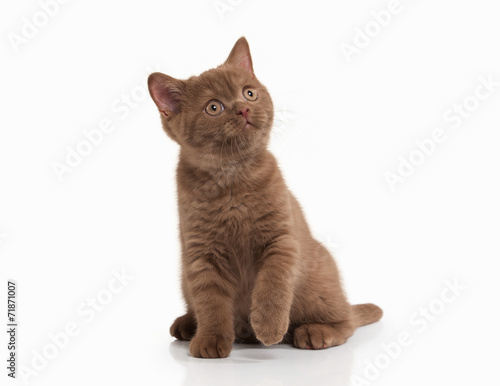 Cat. Small cinnamon british kitten on white background