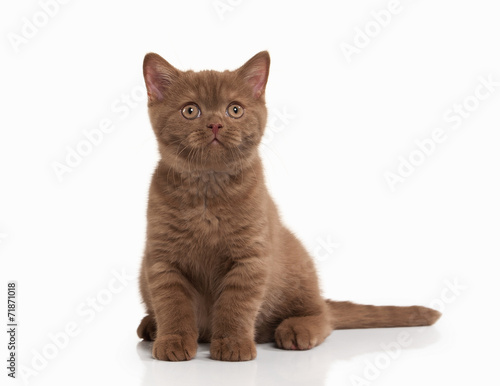 Cat. Small cinnamon british kitten on white background