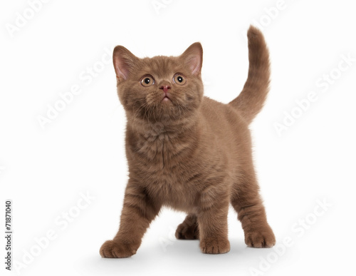 Cat. Small cinnamon british kitten on white background