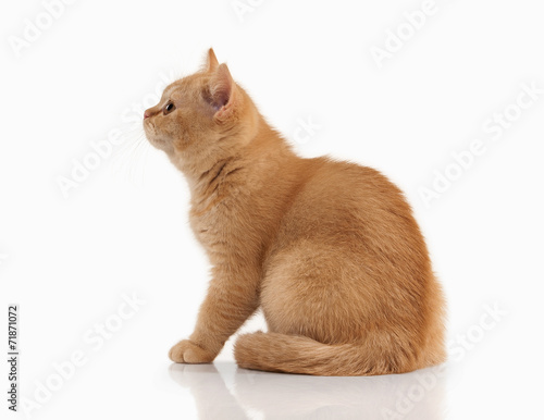 Cat. Small red british kitten on white background