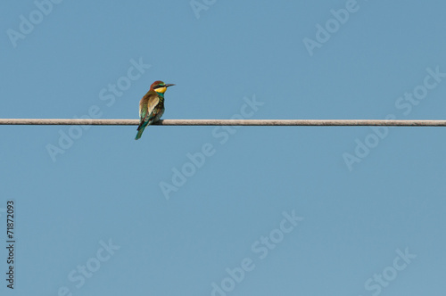 European bee-eater (Merops Apiaster) looking to the right © cotzsss