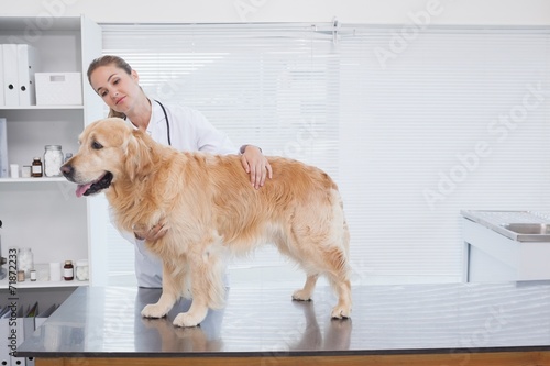 Smiling vet examining a labrador