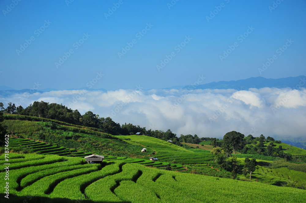 Rice Paddy Plants on the Hills