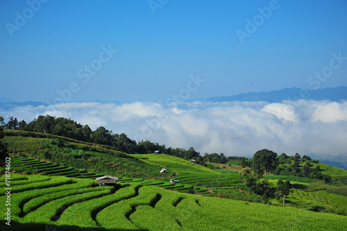 Rice Paddy Plants on the Hills