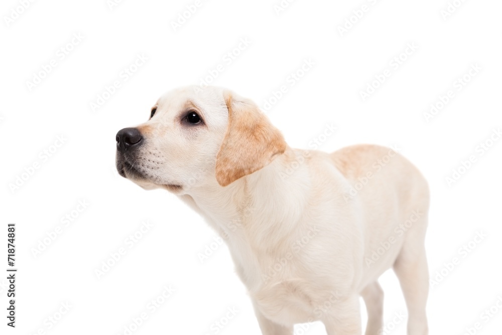Cute dog standing alone and looking up