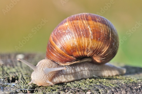 Burgundy snail