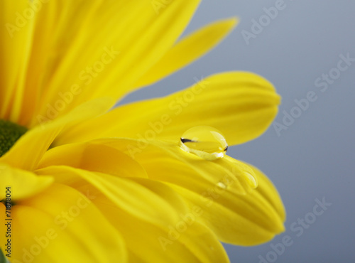 Water drop on yellow flower on dark background