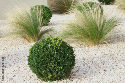 massif de buxus et graminées photo