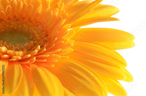 Fototapeta Naklejka Na Ścianę i Meble -  The gerbera flower isolated on white