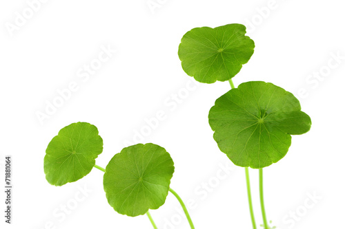 Naklejka green herb Centella asiatica