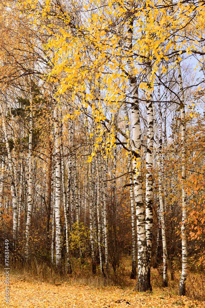 Fototapeta premium trunks of birch trees in autumn