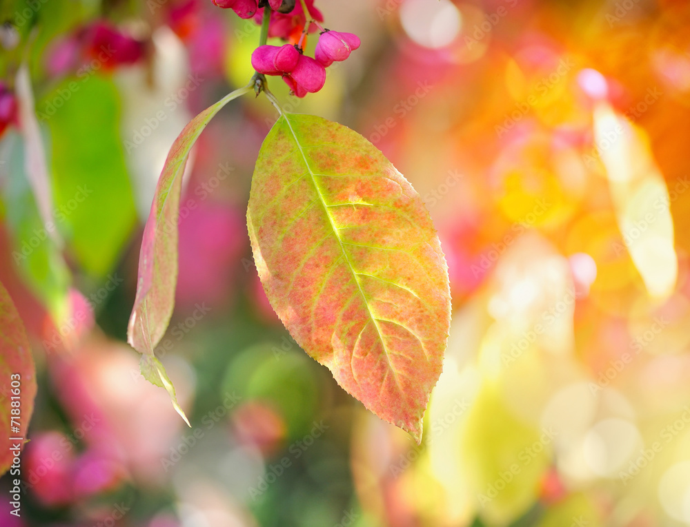Beautiful autumn background is with the sprig of spindle tree Beautiful autumn background is with the sprig of spindle tree