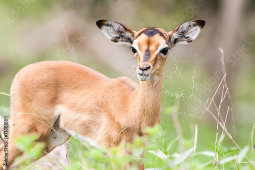 A wild baby Impala antelope feeding on leaves in the rain