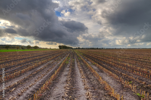 Empty maize field in autumn under dark clouds