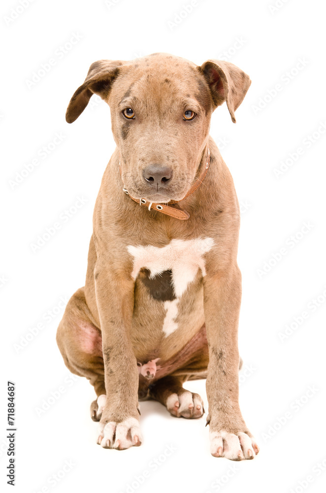 Obraz premium Pitbull puppy
