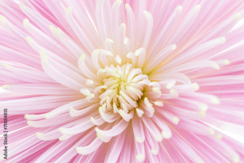 flower flower
