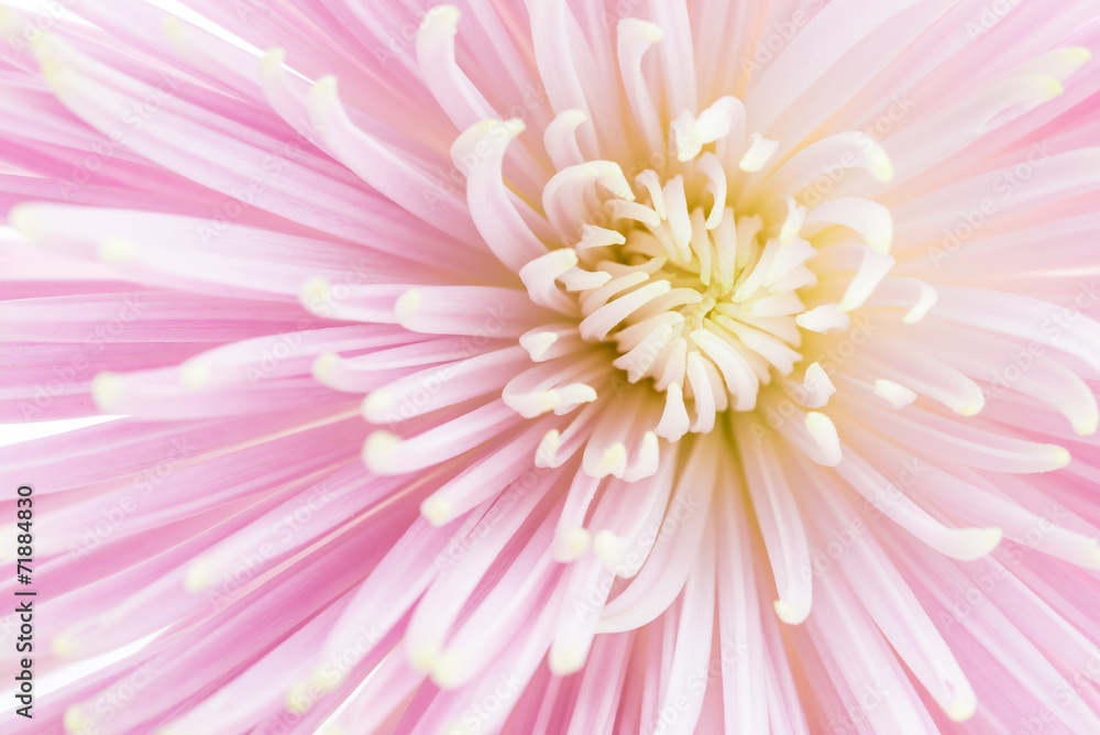 flower flower