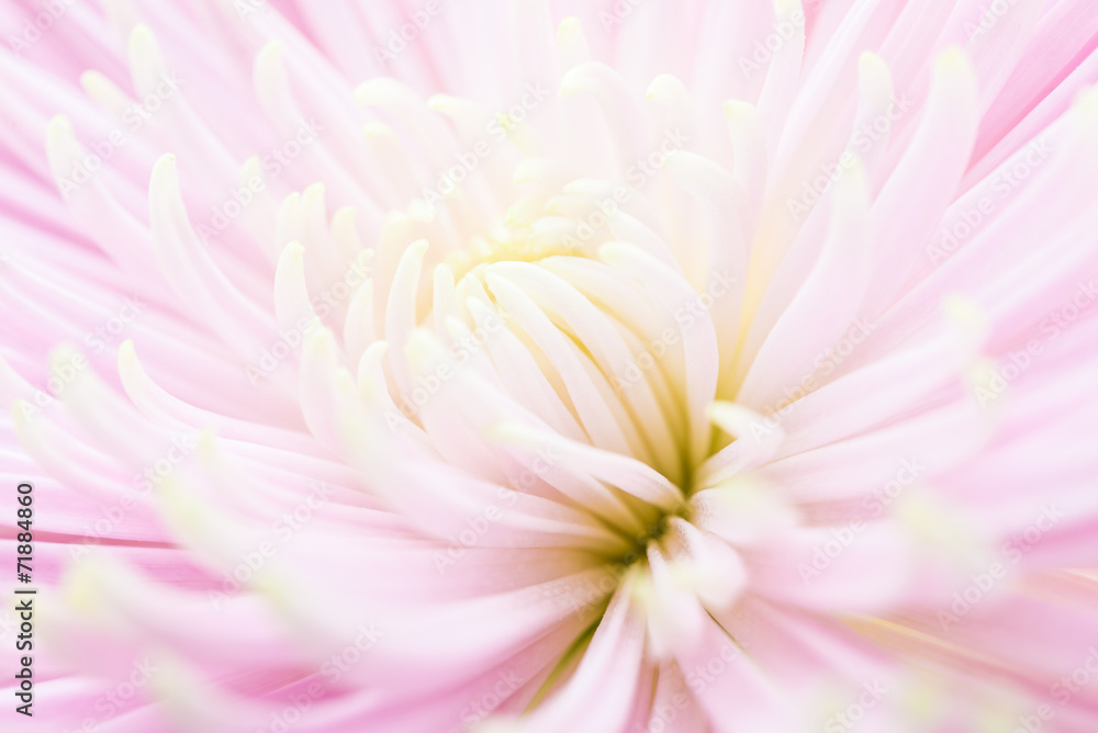 flower flower