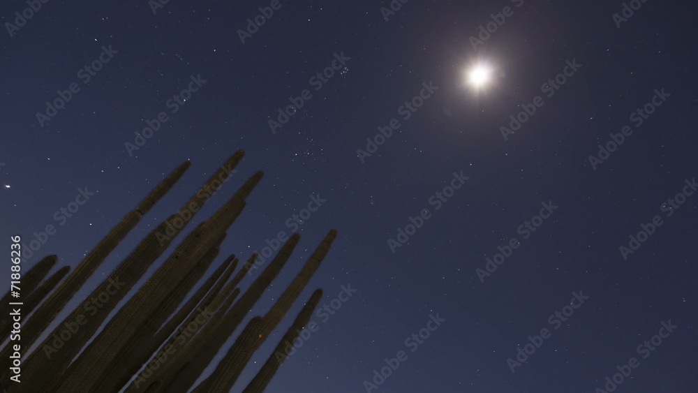 Timelapse Organ Pipe Cactuses zoom out Timelapse Organ Pipe Cactuses zoom out
