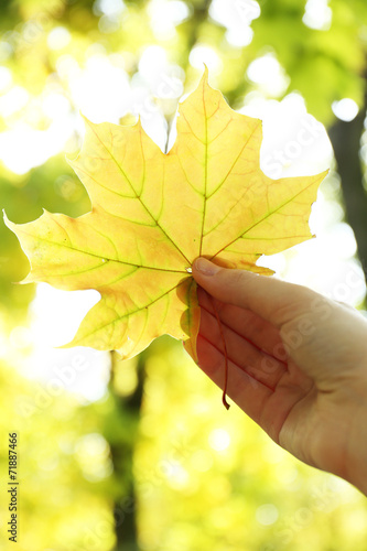 Beautiful autumn leaf in hand