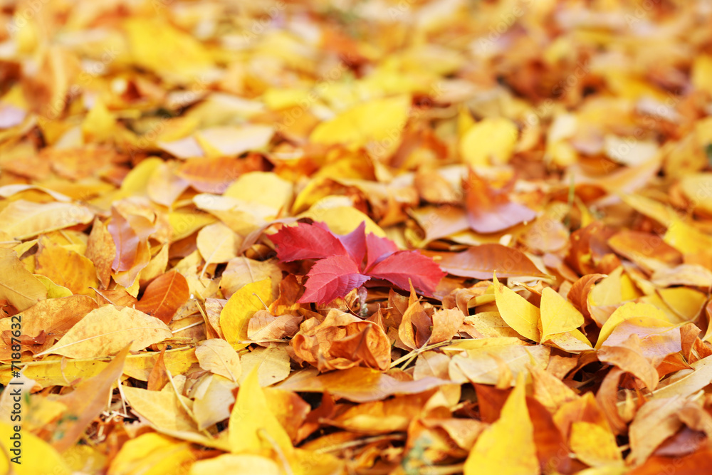 Beautiful autumn leaves