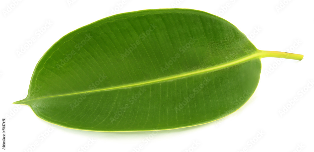 Obraz premium Green leaf of Rubber plant