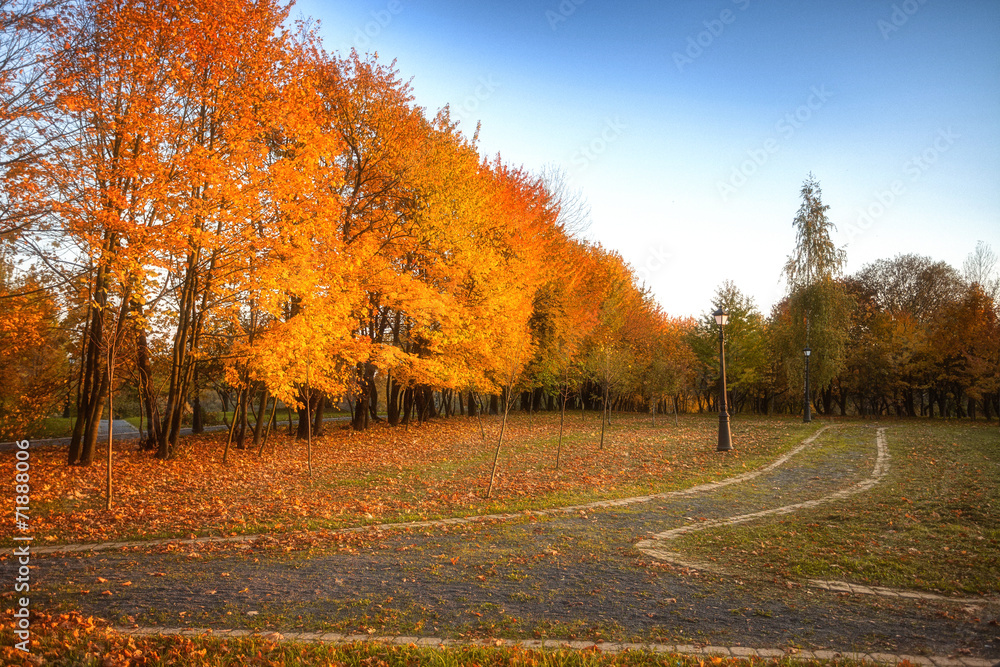 Golden leaves on branch, autumn wood with sun rays Golden leaves on branch, autumn wood with sun rays