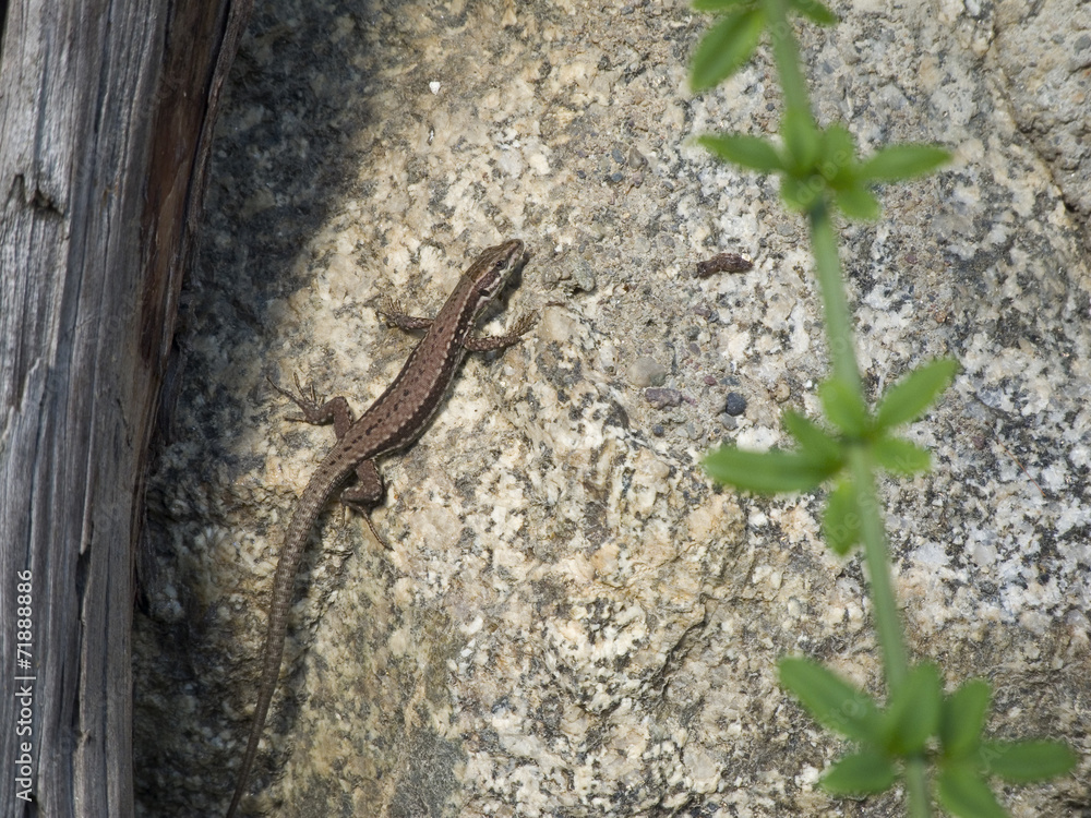 Podarcis muralis