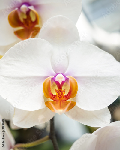 White Orchid flower close up