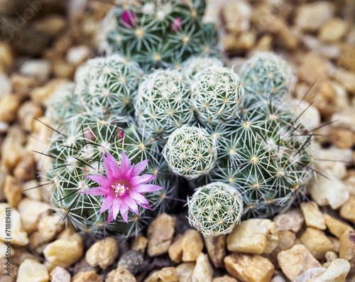 Fotografie Cactus with flower close up