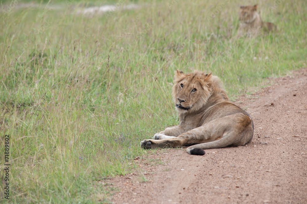 lion lion