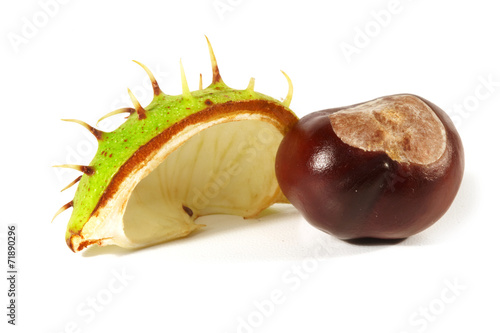 Horse-chestnut on a white background