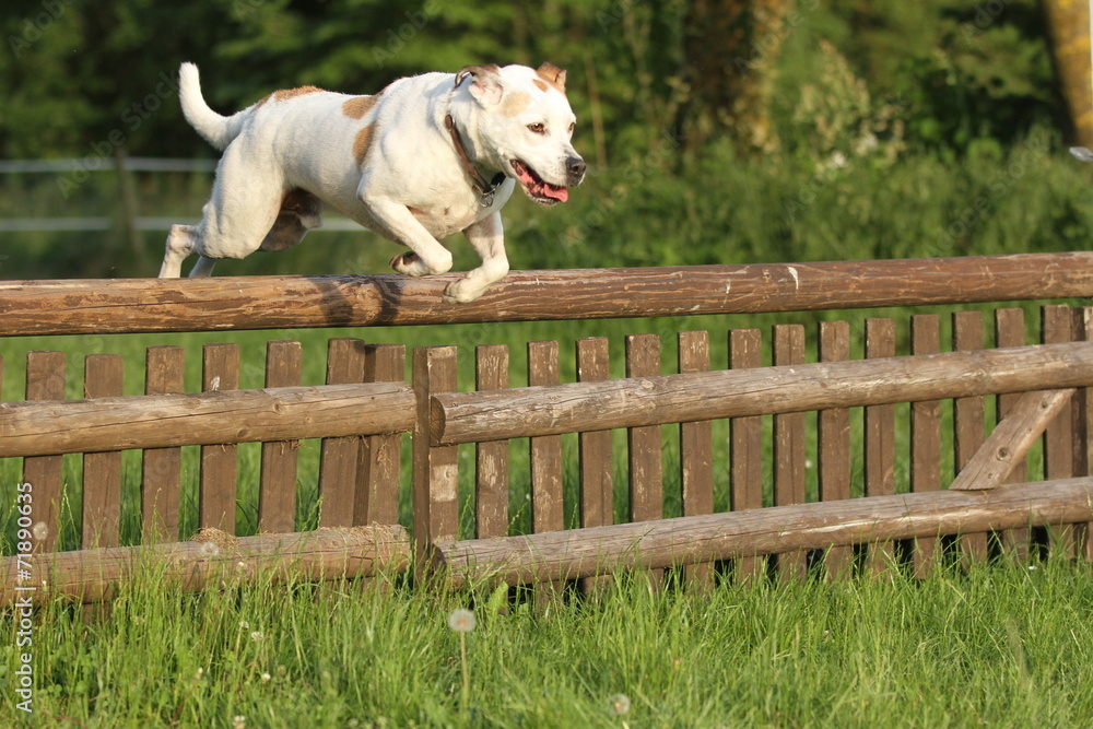 Hund springt über Hindernis Stock Photo | Adobe Stock