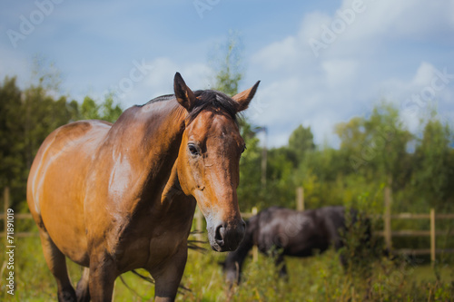 horse, horse's neck, the horse in the summer, horse chestnut © annaav