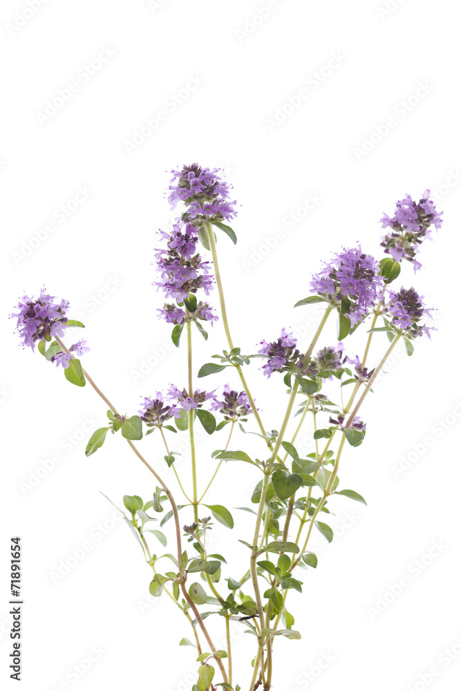 purple thyme purple thyme