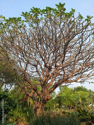 The Tree © sudchewan