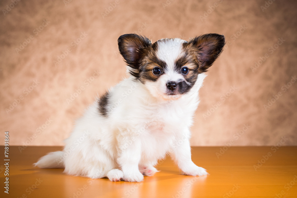 Cute Papillon puppy Cute Papillon puppy
