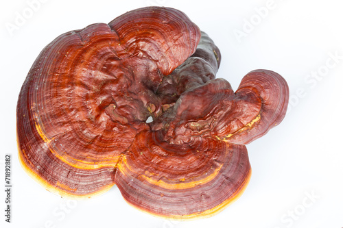 Ganoderma Lucidum isolated on white background photo